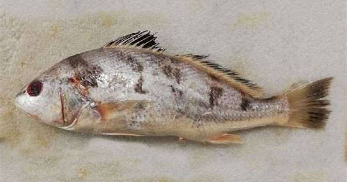 Nibea Qing