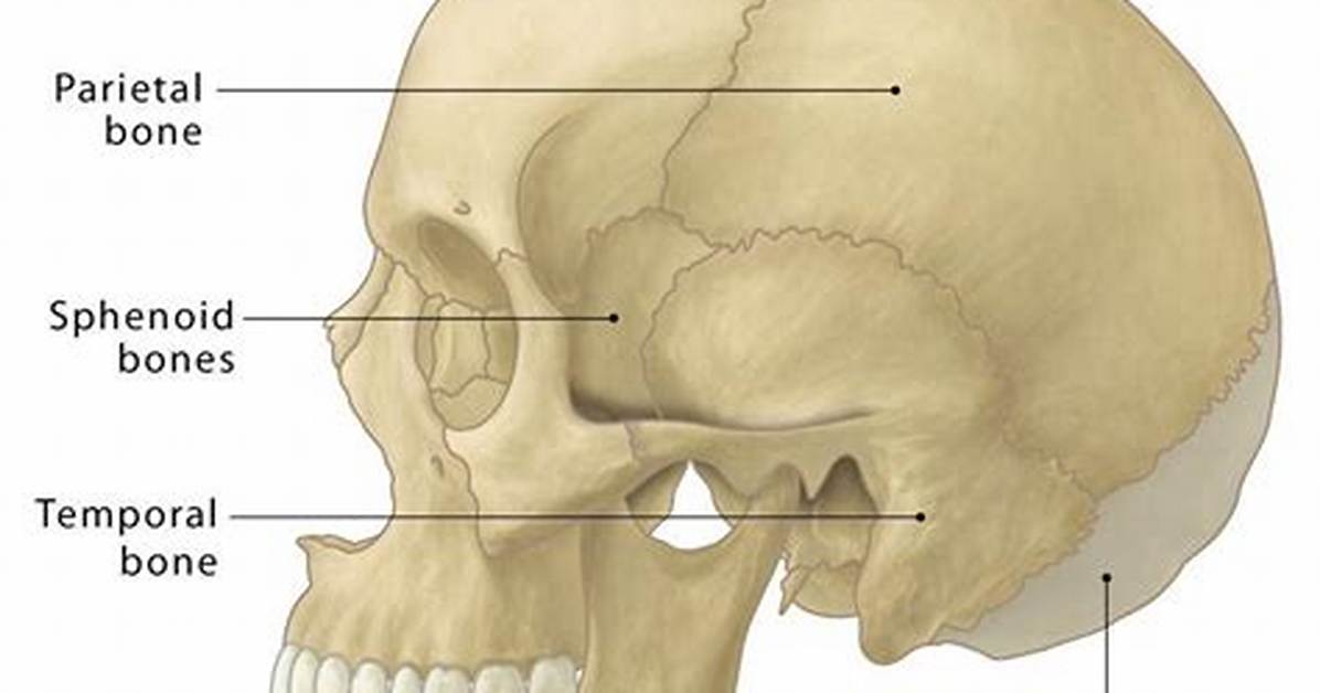 Occipital Area Of