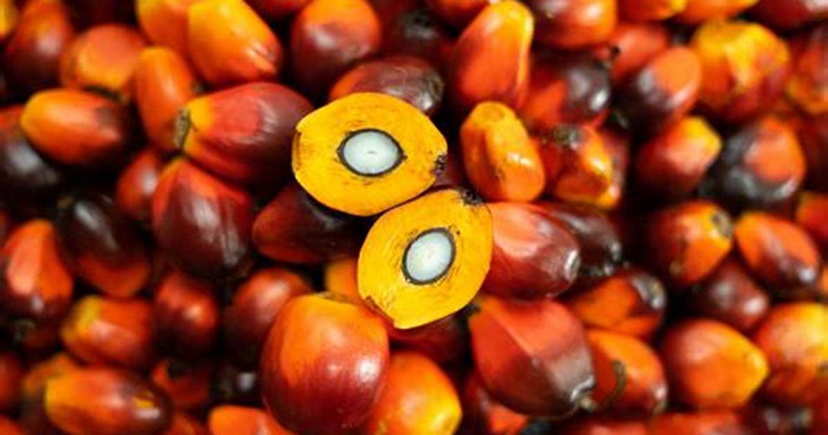 Oil Palm