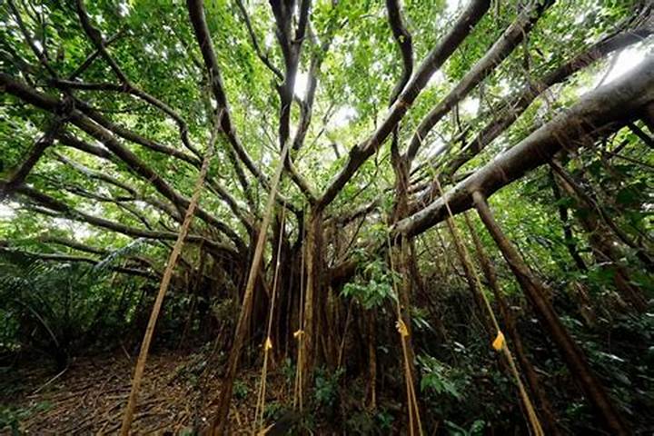 沖縄の庭を守る聖なる木・チャーギの知られざる価値と伝統