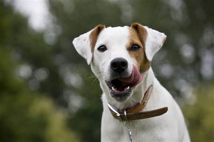 Parson Jack Russell Dogs: Temperament, Care, and Buying Advice