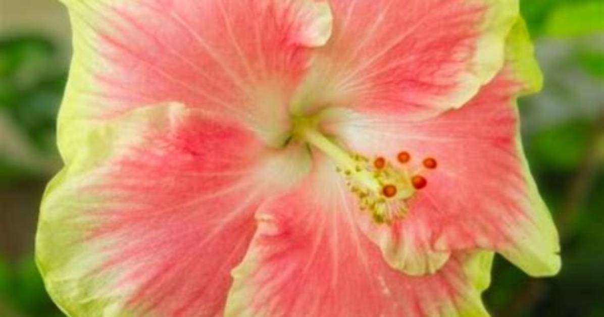 Pinkuto Huang