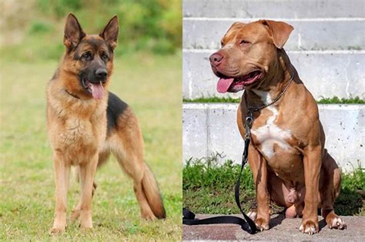 Pit Mix German Shepherd: Temperament, Care, and What to Expect