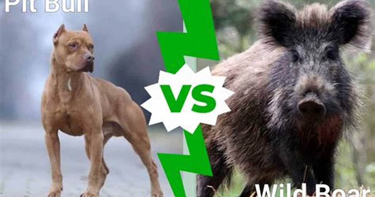 Pitbull vs Hog