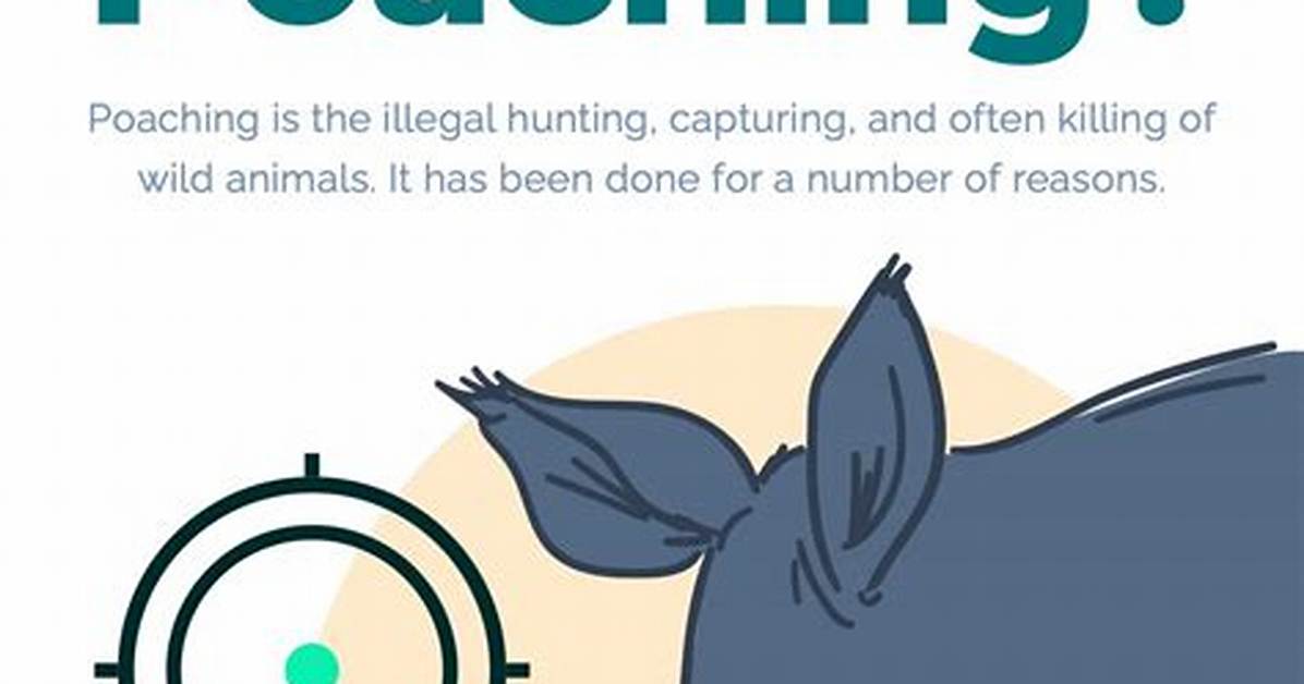 Poaching A