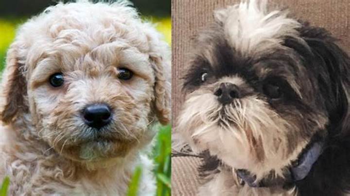 Poodle Cross Shih Tzu: Temperament, Grooming, Cost, and Care Guide