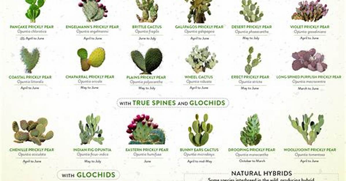 Prickly Type
