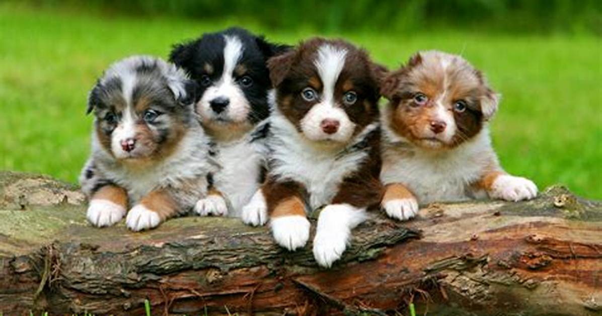 Puppies With