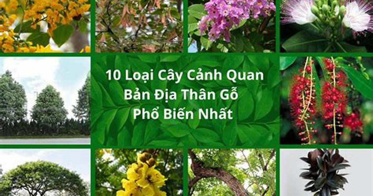 Quan Ban