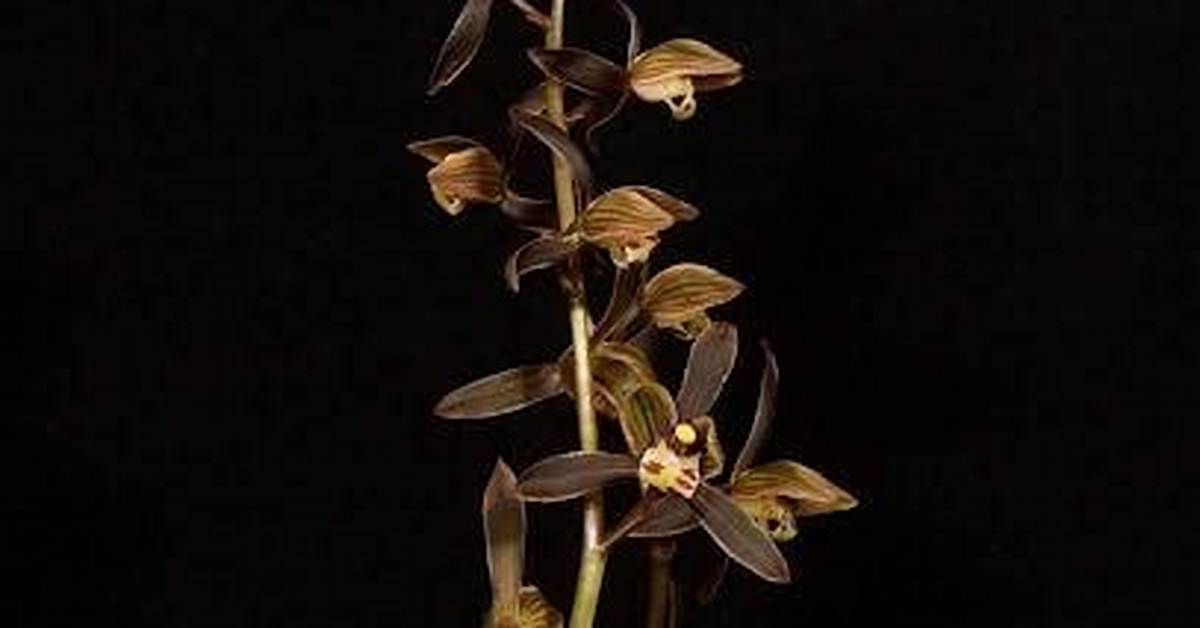 Ri Xiang