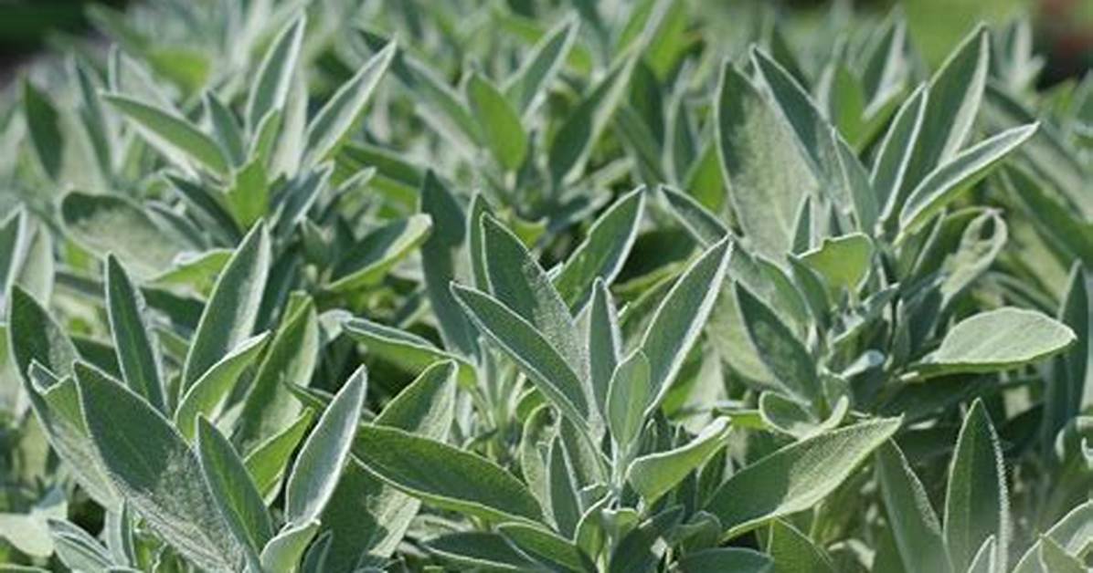 Sage Herb