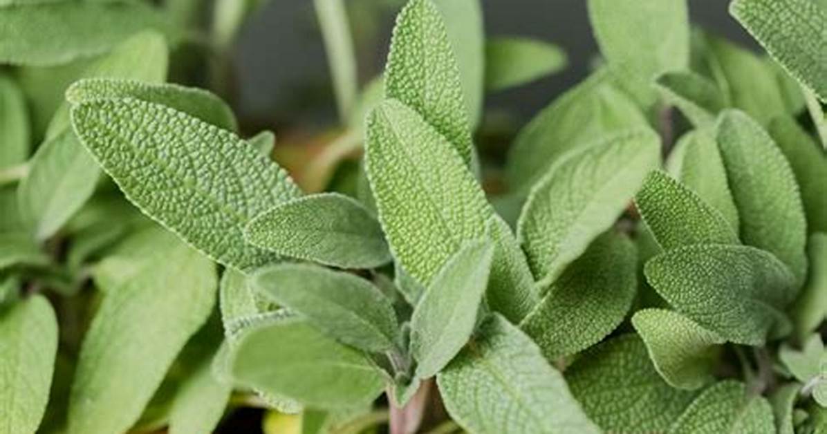 Sage