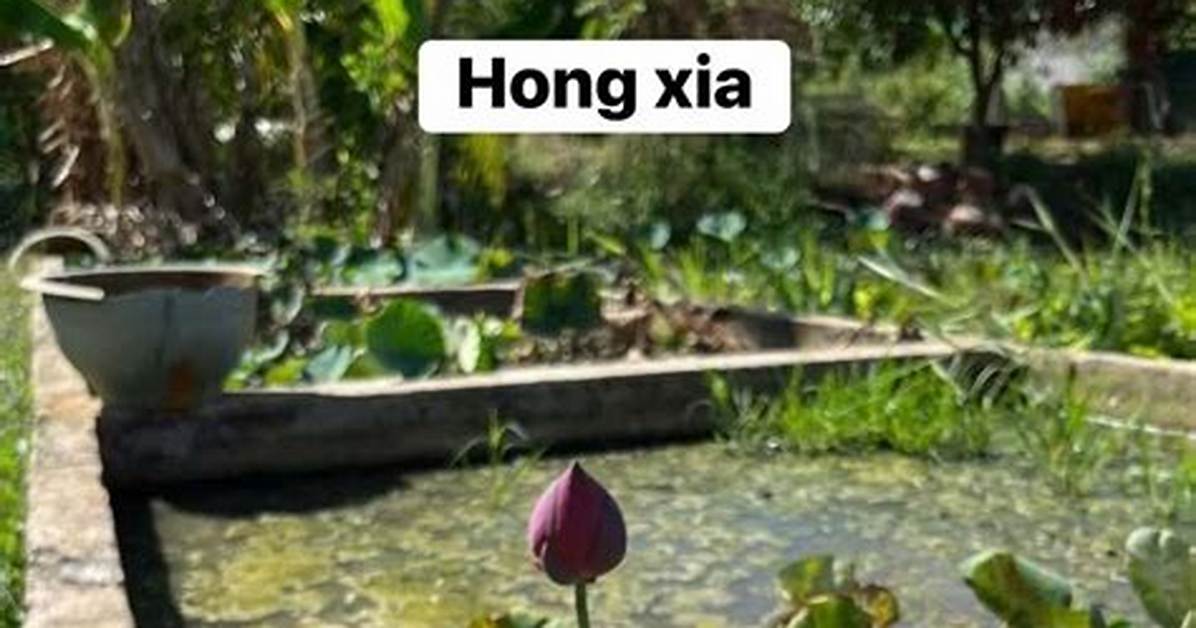 Sen Xia