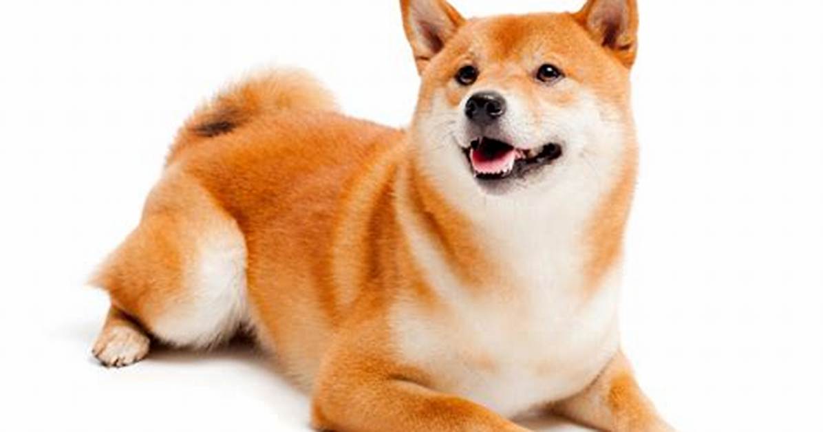 Shiba