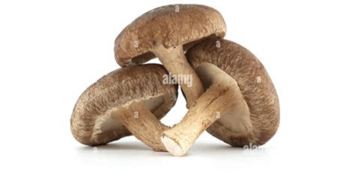 Shiitake