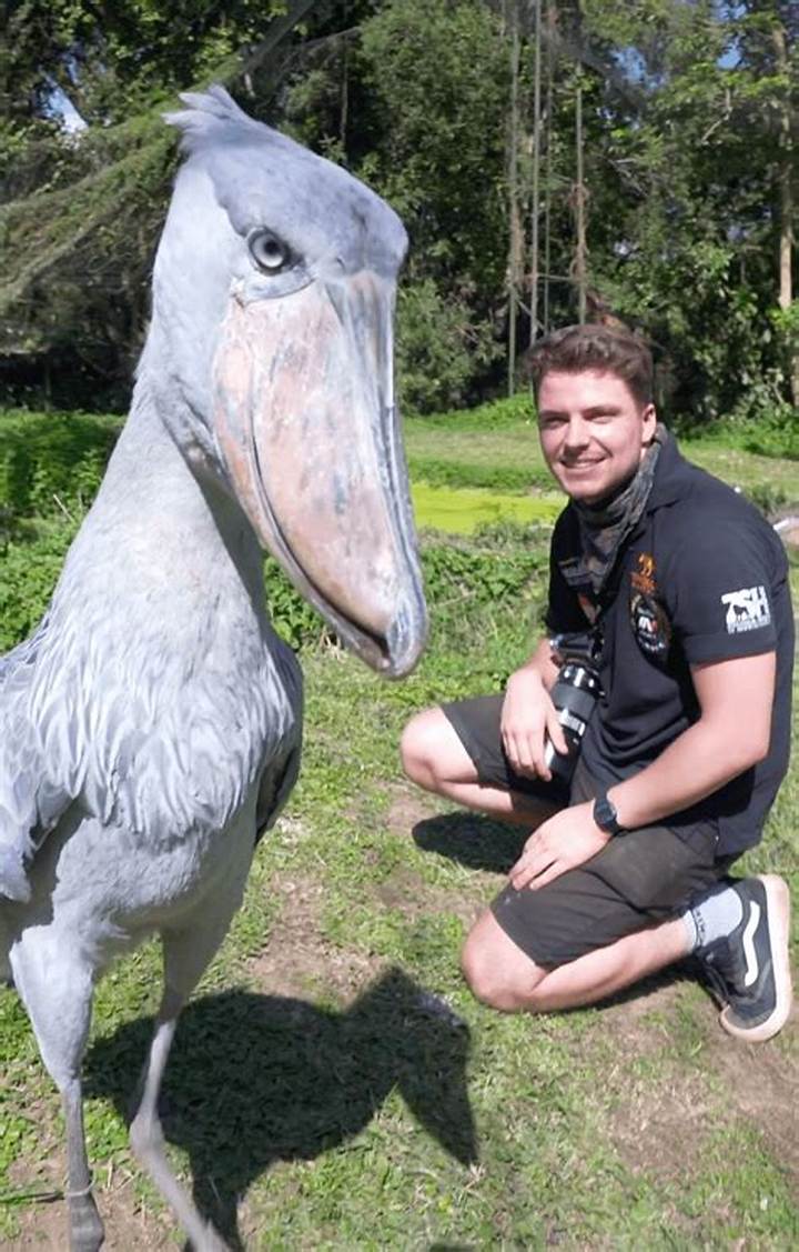 Shoebill Stork Next to a Person: What It Looks Like, Why It Matters