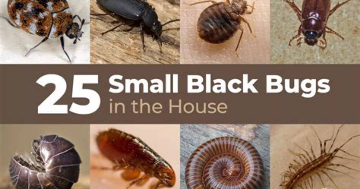 Small Bugs