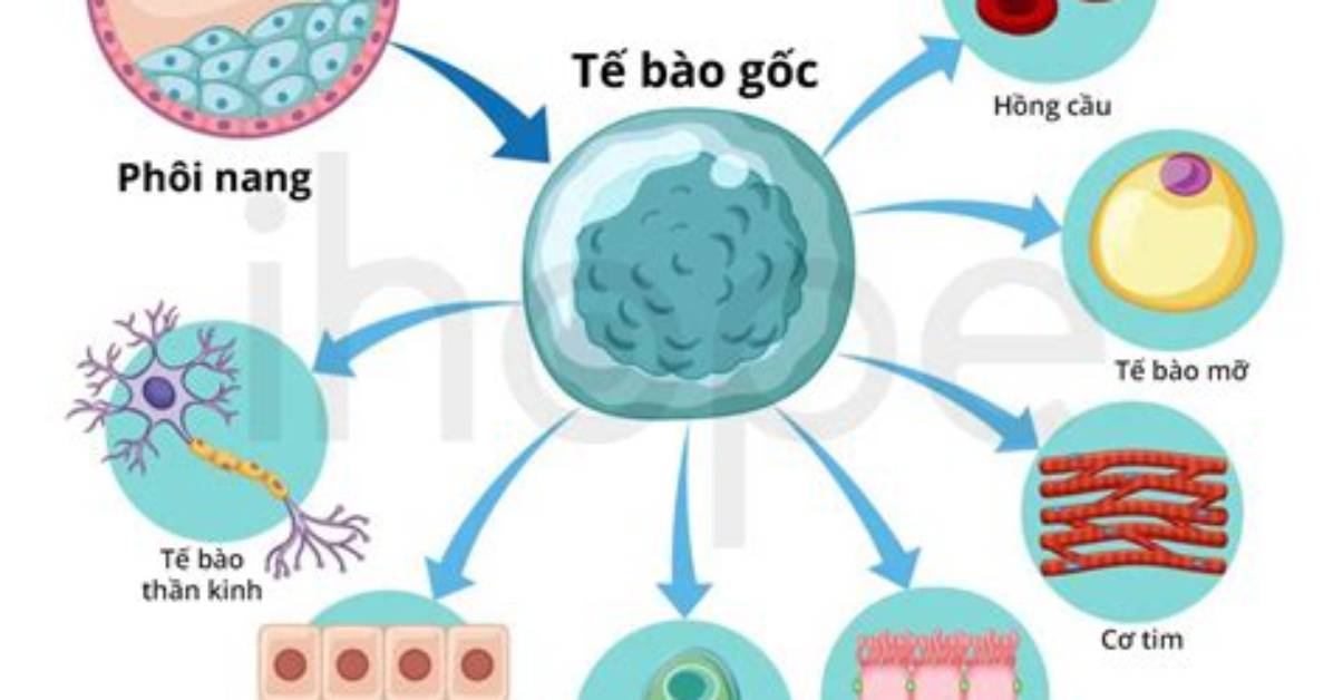 Te Bao