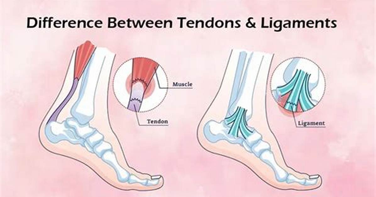 Tendons Ligaments Of