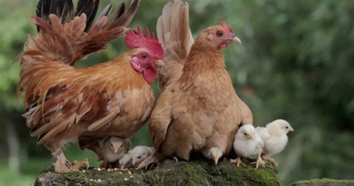 The Hen And