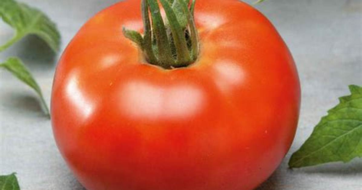 Tomato Shibe