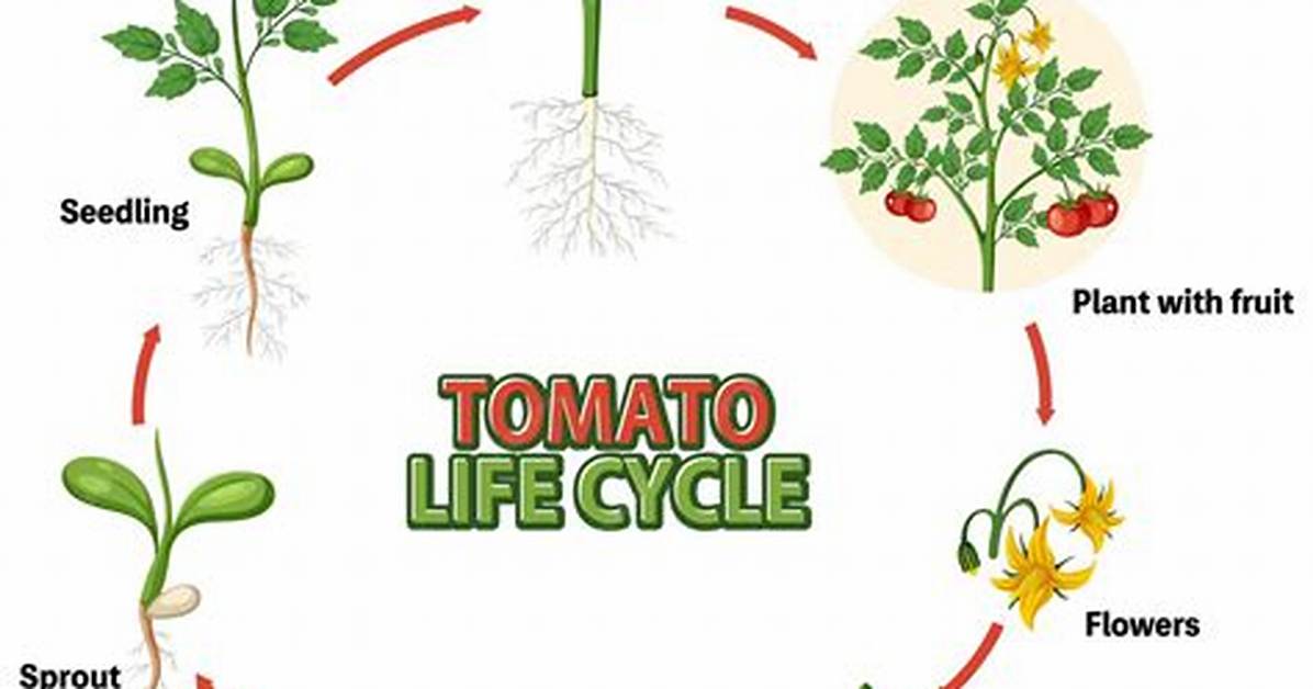 Tomato