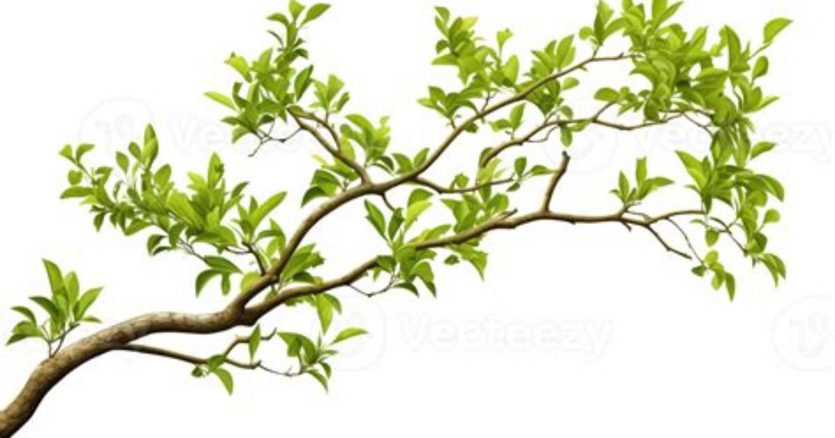 What Branch Of