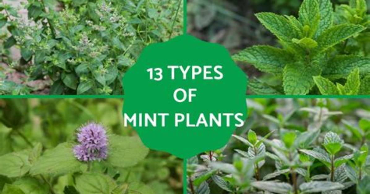 What Mint For