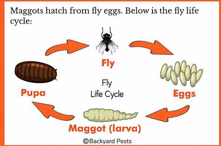 Where Do Maggots Come from? the Life Cycle Behind the “Sudden” Swarm