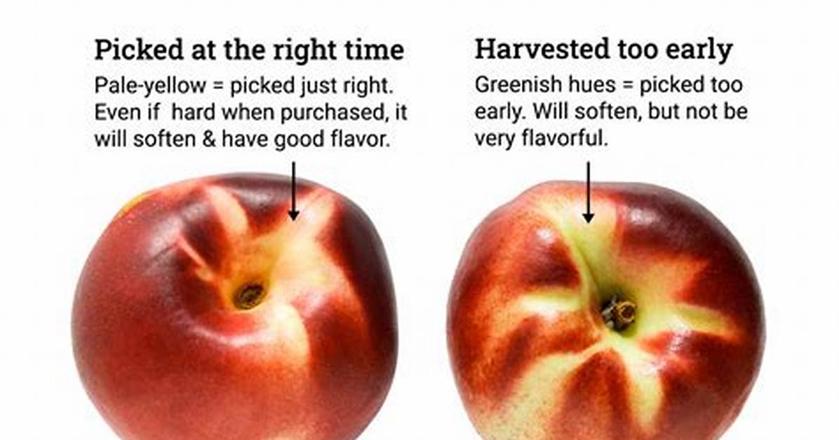 White Nectarine Vs
