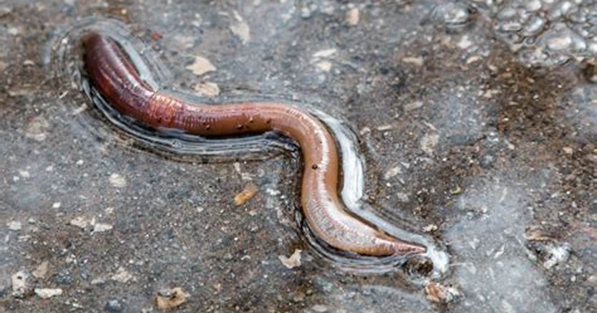 Why Worm In
