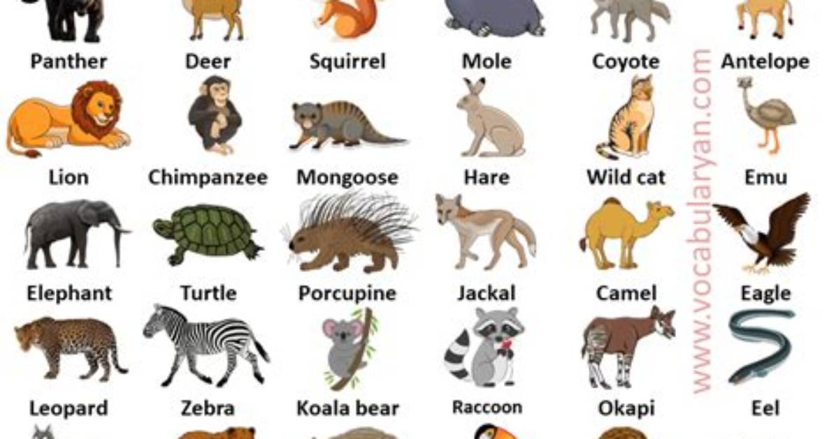 Wild Animal