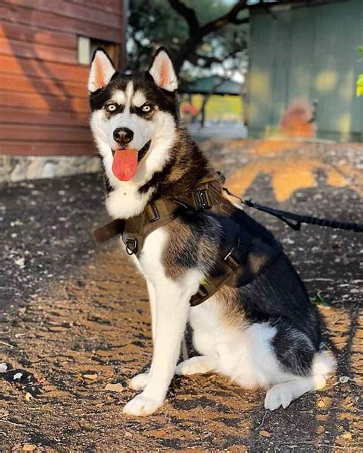 Wolf Dog X Siberian Husky Mix: Traits, Care, and Ownership Guide