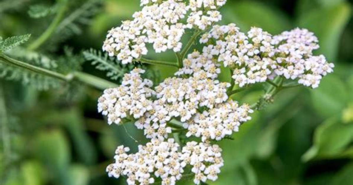 Yarrow