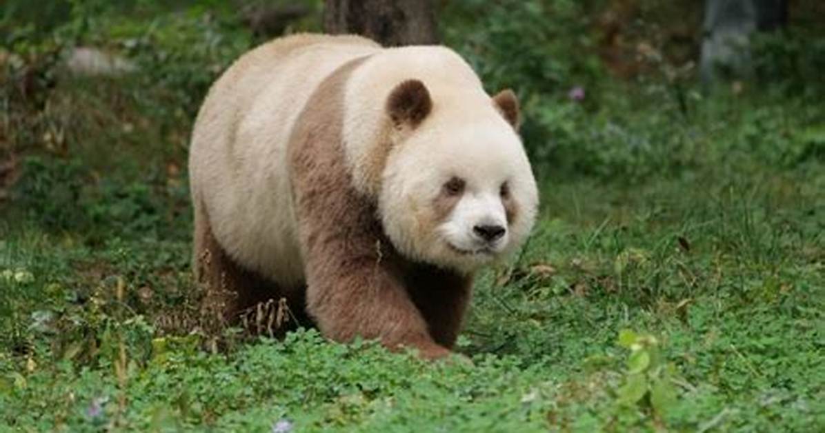 Zai Qi
